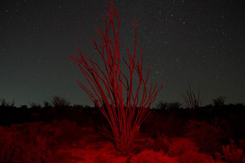 Anza Borrego, 2026