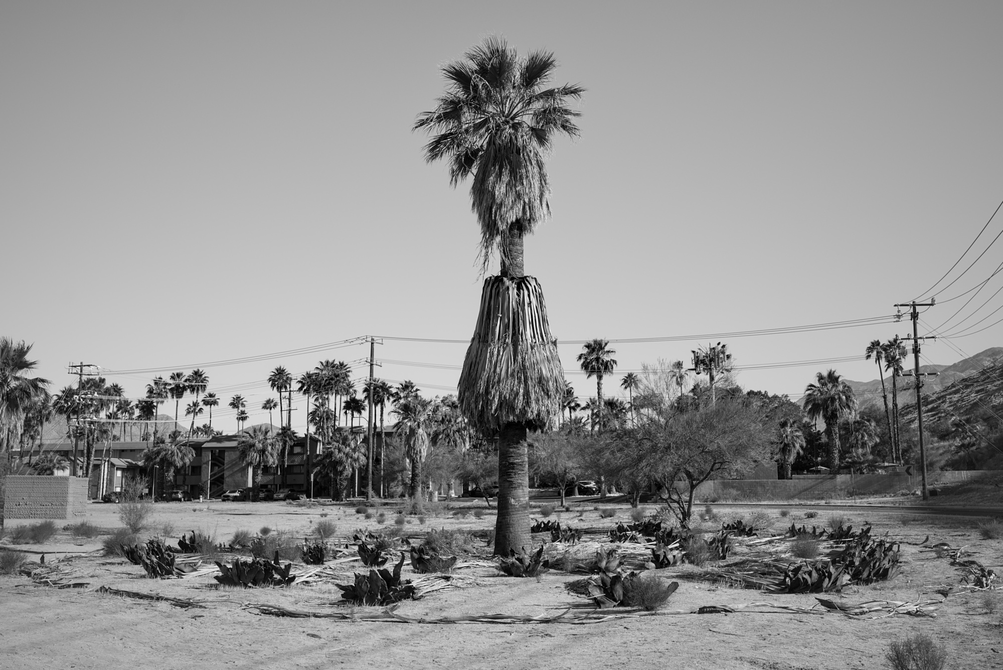 A palm trees in a vacant lot in Palm Springs, California.